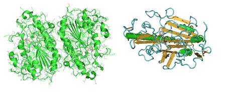 E. Coli Recombinant