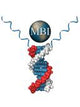 Antibody